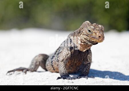 Iguana verte (iguana iguana) sur la plage d'Anclita, Caraïbes, Islande, Cuba Banque D'Images