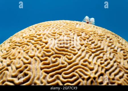 Boulder Brain Coral (Colpophyllia natans) avec le ver à tube d'arbre de Noël (Spirobranchus giganteus) Mer des Caraïbes près de Maria la Gorda, Pinar del Rio Banque D'Images