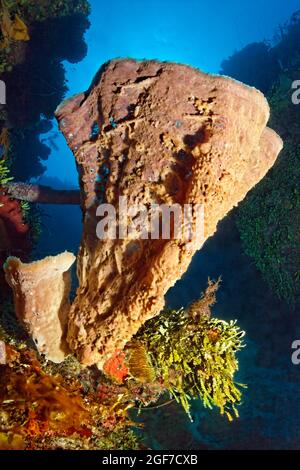 Éponge rose pour vase (Niphates digitalis), algues à petite feuille pendante de vigne (Halimeda goreaui), sur le récif corallien, mer des Caraïbes près de Maria la Gorda Banque D'Images