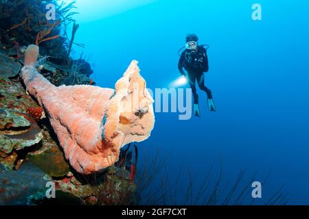 Plongeur regardant la grande éponge rose vase (Niphates digitalis), sur le mur de corail, mer des Caraïbes près de Maria la Gorda, province de Pinar del Rio Banque D'Images