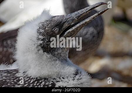 Poussette Gannet à bec ouvert et yeux fermés, plumage juvénile, île Bonevatura, parc national, Québec, Amérique du Nord, Canada Banque D'Images