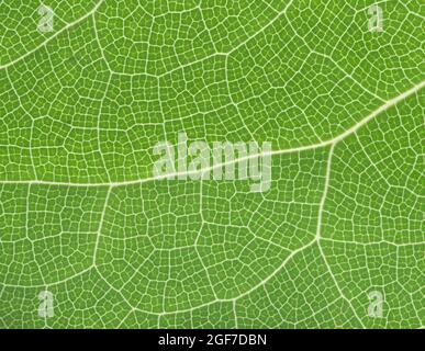 Barrémoût de couleur soufre (Epimedium x versicolor sulfureum), nervures foliaires, Allemagne Banque D'Images