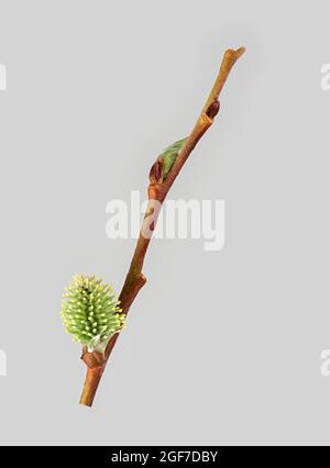 Saule de chèvre (Salix caprea), branche, fleur femelle, Allemagne Banque D'Images