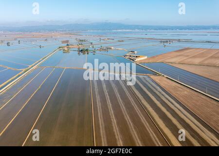 Champs de riz inondés en mai, les chenilles sont causées par un tracteur semant des graines de riz, les parcelles sèches sont expérimentalement cultivées avec du riz sec Banque D'Images