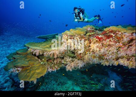 Plongeur regardant un bloc de corail avec divers coraux pierreux (Scleractinia) et coraux mous (Dendronephthya), mer d'Andaman, îles Similan, Thaïlande Banque D'Images
