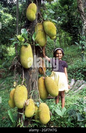 Arbre de Jackfruit (Artocarpus heterophyllus) à Mukkali près de la vallée silencieuse, Kerala, Inde Banque D'Images