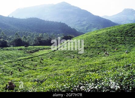 Travailleurs dans les jardins de thé, Munnar, Kerala, Inde Banque D'Images