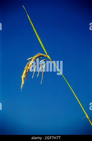 Paddy, tête d'oreille de riz (Oryza sativa), Inde Banque D'Images