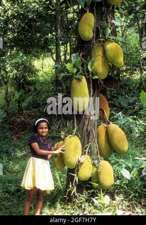 Arbre de Jackfruit (Artocarpus heterophyllus) à Mukkali près de la vallée silencieuse, Kerala, Inde Banque D'Images