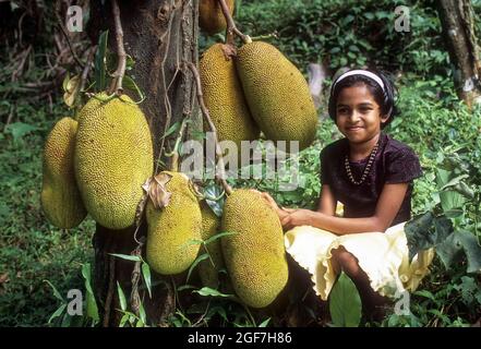 Arbre de Jackfruit (Artocarpus heterophyllus) à Mukkali près de la vallée silencieuse, Kerala, Inde Banque D'Images