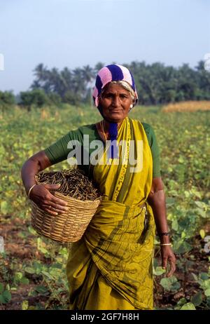 La vieille dame tenant a récolté du gramme vert (Vigna radiata) un panier linn, Tamil Nadu, Inde Banque D'Images