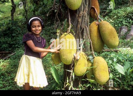 Arbre de Jackfruit (Artocarpus heterophyllus) à Mukkali près de la vallée silencieuse, Kerala, Inde Banque D'Images