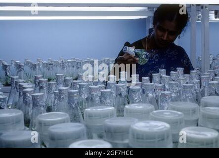 Bio-technologie, flacon de culture tissulaire, Coimbatore, Tamil Nadu, Inde Banque D'Images