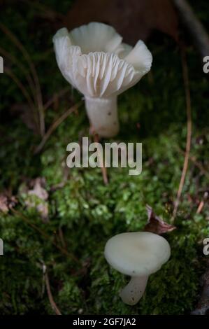 Une paire de champignons dans la forêt Banque D'Images