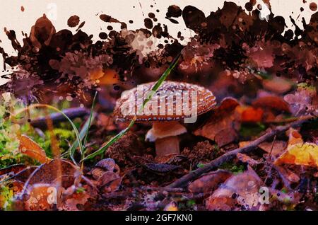 Champignon toxique parmi les feuilles tombées, les filets et les herbes dans la forêt. Un champignon solitaire dans un bois de forêt le matin de l'automne. Problèmes d'aquarelle numérique Banque D'Images