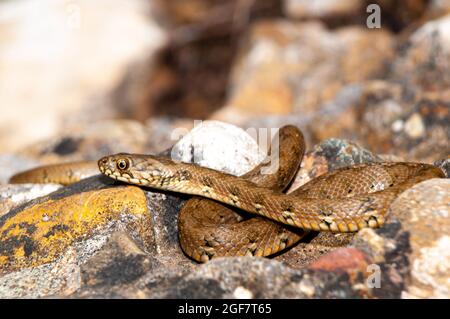 Un serpent d'eau (Natrix maura) dans la nature Banque D'Images
