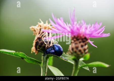 Gros plan de deux coléoptères qui se trouvent sur une feuille. Fleur de chardon rose en fleur le matin de l'été. Plantes médicales. Banque D'Images