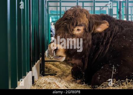 Gros taureau brun de Limousin effrayé à l'exposition d'animaux agricoles Banque D'Images