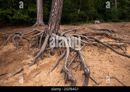 Racines d'un pin sur la colline de Fliegenberg dans la Heath Wahner, Troisdorf, Rhénanie-du-Nord-Westphalie, Allemagne. Wurzeln einer Kiefer am Fliegenberg in der Banque D'Images