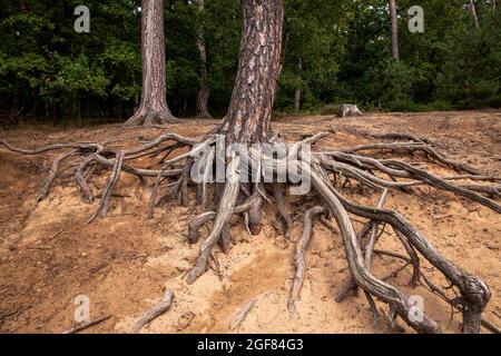 Racines d'un pin sur la colline de Fliegenberg dans la Heath Wahner, Troisdorf, Rhénanie-du-Nord-Westphalie, Allemagne. Wurzeln einer Kiefer am Fliegenberg in der Banque D'Images