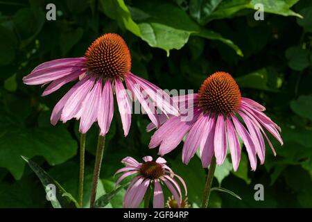 Deux fleurs d'Echinacea purpurea dans le jardin de près Banque D'Images