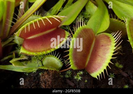 Les feuilles du piège à mouches venus, Dionaea musicipula, plante carnivore subtropicale de près Banque D'Images