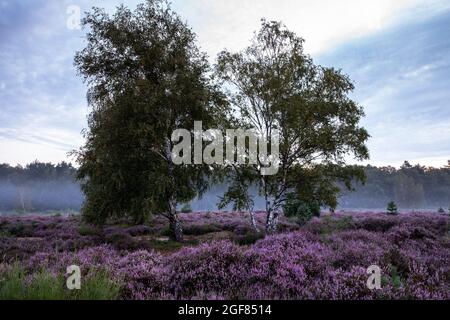 Fleurs de bruyère commune (Calluna vulgaris) et de bouleaux dans la lande de Wahner près de la colline de Telegraphen, tôt le matin, Troisdorf, Rhénanie-du-Nord-Westphalie Banque D'Images