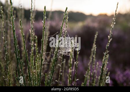 Une toile d'araignée avec des gouttes de rosée dans la Heath de Wahner près de la colline de Telegraphen, Troisdorf, Rhénanie-du-Nord-Westphalie, Allemagne. Spinnennetz mit Tautropfen in der Banque D'Images