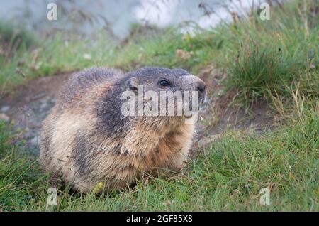 Marmottes au Kaiser-Franz-Josefs Höhe sur la route alpine de Grossglockner, Carinthie, Autriche Banque D'Images