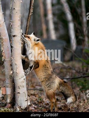 Renard rouge unique debout sur les pattes arrière par un bouleau à la recherche de sa proie avec un arrière-plan de forêt flou au printemps dans son environnement. Renard. Banque D'Images