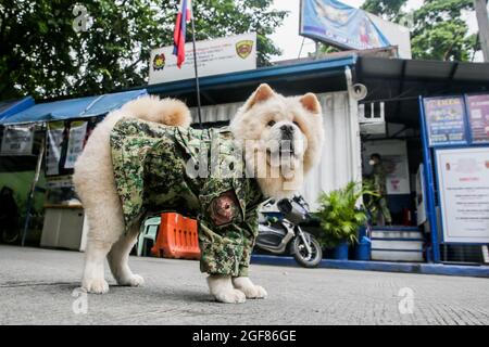 MANILLE, le 24 août 2021 (Xinhua) -- Fabio, un chien Chow Chow, surnommé « Puppy Officer 1 », est vu dans un modèle d'uniforme de police dans un poste de contrôle COVID-19 de la police nationale des Philippines à Manille, aux Philippines, le 24 août 2021. Fabio, âgée de six mois, est la propriété de la gendarme Mary Ann Hernandez, qui permet à son chien de rester près du point de contrôle COVID-19 pour soulager le stress ressenti par les résidents et les passants pendant la pandémie. (Xinhua/Rouelle Umali) Banque D'Images