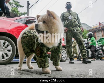 MANILLE, le 24 août 2021 (Xinhua) -- Fabio, un chien Chow Chow, surnommé « Puppy Officer 1 » en uniforme de police factice, est vu avec un membre de la police nationale des Philippines près d'un poste de contrôle COVID-19 à Manille, aux Philippines, le 24 août 2021. Fabio, âgée de six mois, est la propriété de la gendarme Mary Ann Hernandez, qui permet à son chien de rester près du point de contrôle COVID-19 pour soulager le stress ressenti par les résidents et les passants pendant la pandémie. (Xinhua/Rouelle Umali) Banque D'Images