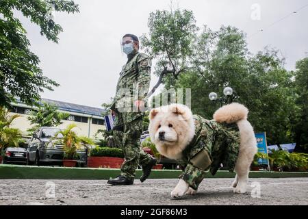 MANILLE, le 24 août 2021 (Xinhua) -- Fabio, un chien Chow Chow, surnommé « Puppy Officer 1 » en uniforme de police factice, a fait marche avec un membre de la police nationale philippine en patrouille à Manille, aux Philippines, le 24 août 2021. Fabio, âgée de six mois, est la propriété de la gendarme Mary Ann Hernandez, qui permet à son chien de rester près du point de contrôle COVID-19 pour soulager le stress ressenti par les résidents et les passants pendant la pandémie. (Xinhua/Rouelle Umali) Banque D'Images