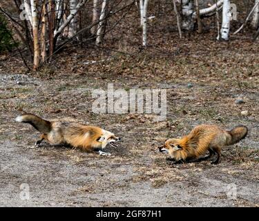 Couple de renards rouges interagissant avec des arbres de bouleau arrière-plan au printemps montrant la bouche ouverte, les dents, la langue, la queue de renard, la fourrure, dans leur environnement et Banque D'Images