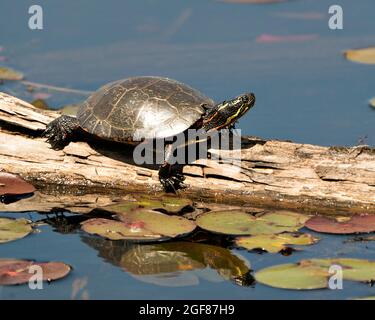 Tortue peinte sur une bûche dans l'étang avec bassin de nénuphars, nénuphars, mousse et montrant sa carapace, sa tête, ses pattes dans son environnement et son habitat. Banque D'Images