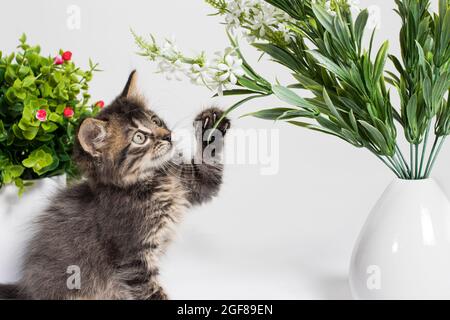 Mignon chaton gris 1 mois joue avec les branches d'une fleur artificielle sur un fond blanc. Banque D'Images