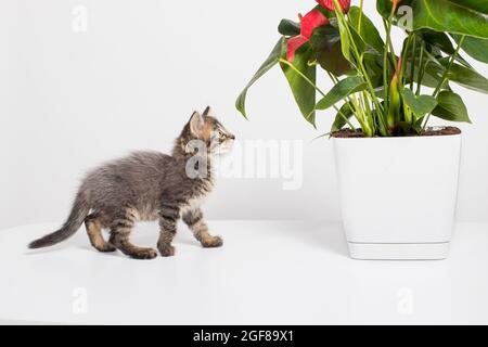 Mignon chaton gris 1 mois joue avec les branches d'une fleur Anthurium sur un fond blanc. Banque D'Images