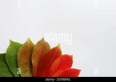 Feuilles bicolores variégées. Plante arbustive de Coleus isolée sur fond blanc. Motif d'automne. Arrière-plans abstraits. Banque D'Images