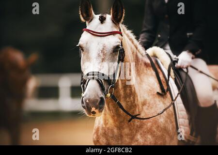 Portrait d'un beau cheval gris à motif appliqué avec un cavalier en selle, qui se produit lors de compétitions de dressage en soirée d'été. Sports équestres. Banque D'Images