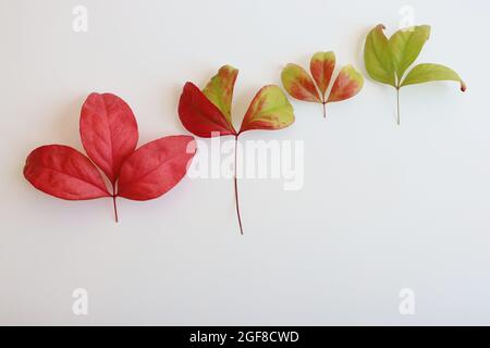 Feuilles bicolores variégées. Plante arbustive de Coleus isolée sur fond blanc. Motif d'automne. Arrière-plans abstraits. Banque D'Images