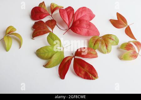 Feuilles bicolores variégées. Plante arbustive de Coleus isolée sur fond blanc. Motif d'automne. Arrière-plans abstraits. Banque D'Images