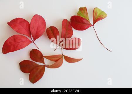 Feuilles bicolores variégées. Plante arbustive de Coleus isolée sur fond blanc. Motif d'automne. Arrière-plans abstraits. Banque D'Images