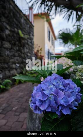 Seixal Village, côté nord de l'île de Madère Banque D'Images