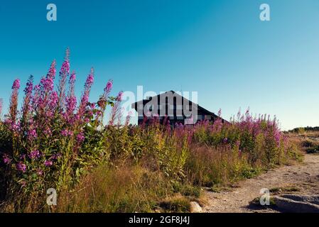 BULGARIE, PARC NATIONAL DE PIRIN, BANSKO, 7 SEPTEMBRE 2020 : vue sur le paysage de la cabane de Bezbog et belles fleurs alpines roses dans le Parc national de Pirin Focus Banque D'Images