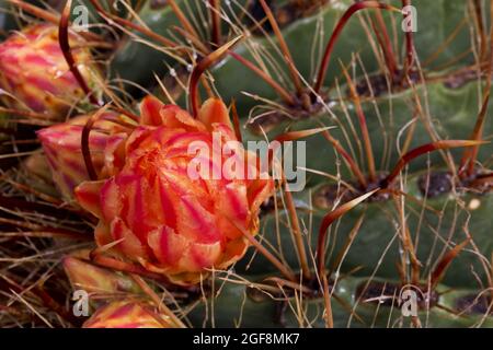 Gros plan de Fishhook Barret Cactus avec des fruits rouges de fleur jaune et des épines rouges courbées en Arizona après la pluie de mousson d'été Banque D'Images