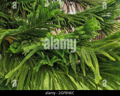 Gros plan sur les branches d'un arbre vert d'araucaria Banque D'Images