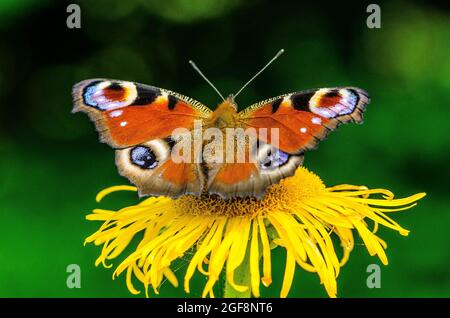 Aglais io, le paon européen, plus connu simplement sous le nom de papillon de paon, est un papillon coloré, présent en Europe et en Asie tempérée Banque D'Images