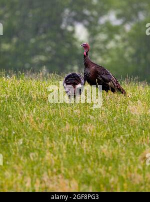 Turquie à Cades Cove, dans le parc national des Great Smoky Mountains, TN Banque D'Images