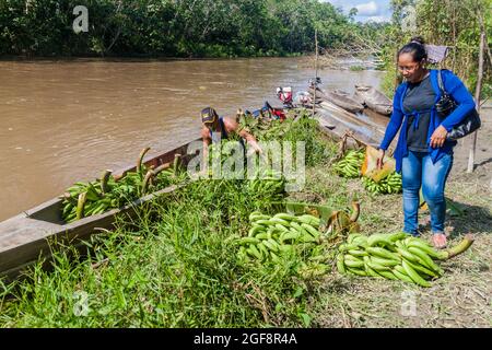 LORETO, PÉROU - 13 JUILLET 2015 : les habitants transportent des bondes de plantains dans la région de Loreto, au Pérou Banque D'Images