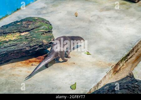 La loutre de rivière néotropicale (Lontra longicaudis) dans le Centre de sauvetage amazonien Manatee près d'Iquitos, au Pérou Banque D'Images